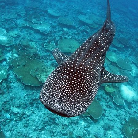 Whale Shark Inn Maamigili Extérieur photo