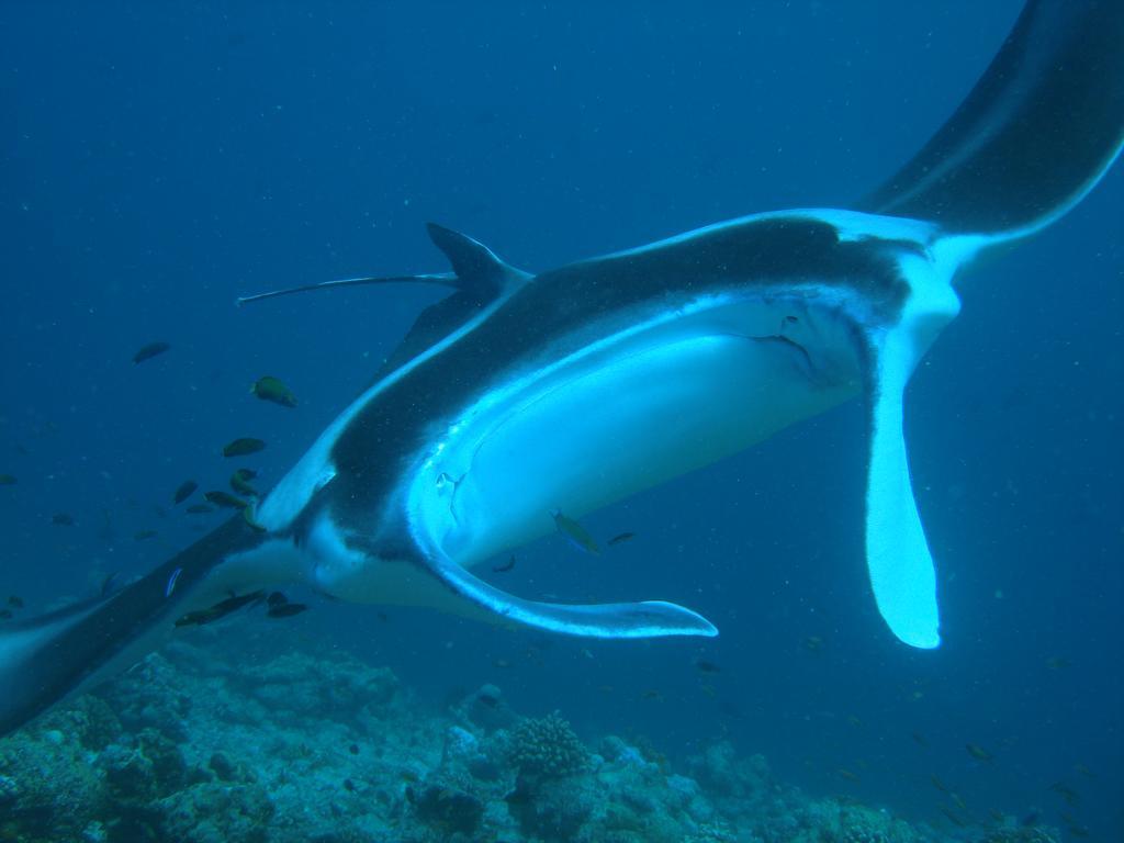 Whale Shark Inn Maamigili Extérieur photo