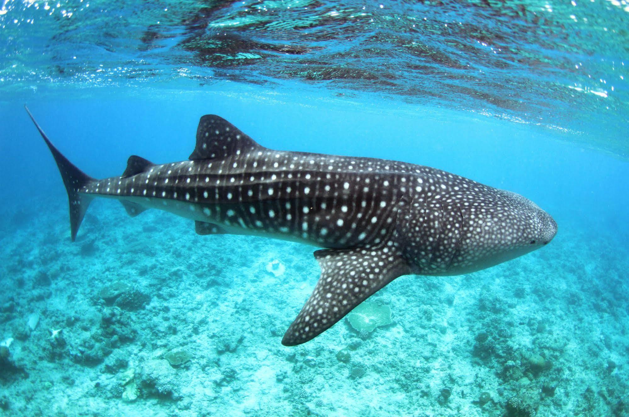 Whale Shark Inn Maamigili Extérieur photo